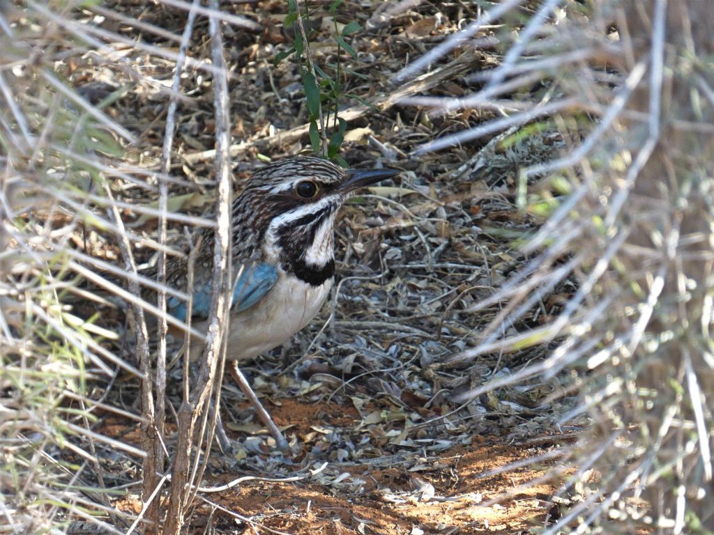 IFATY - een langstaartgrondscharrelaar in het spiny forest