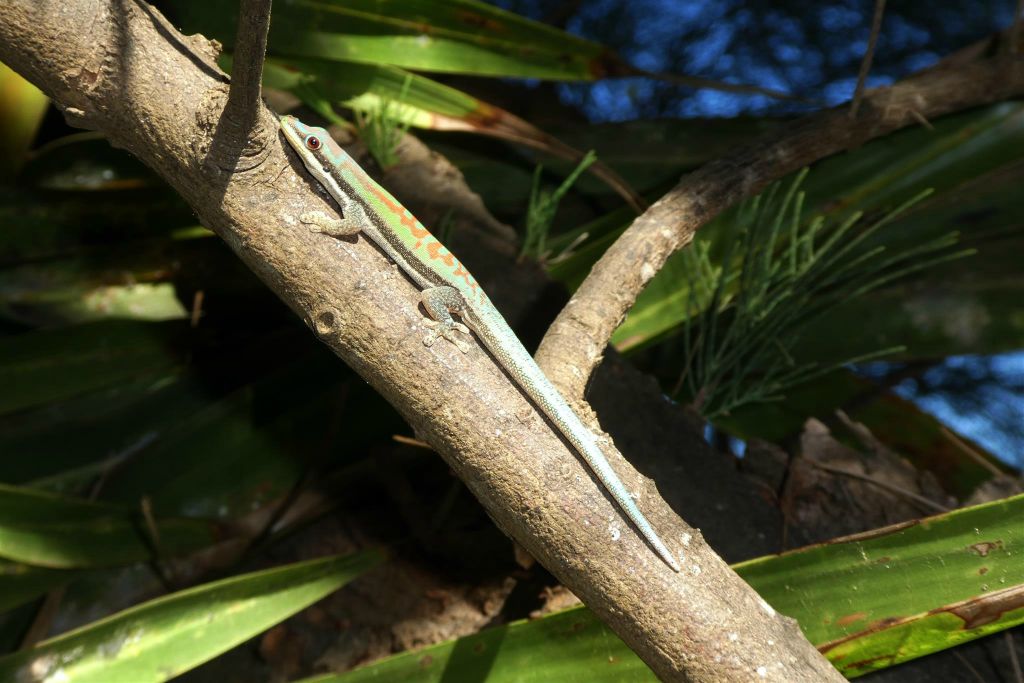 IFATY - een Madagaskardaggekko