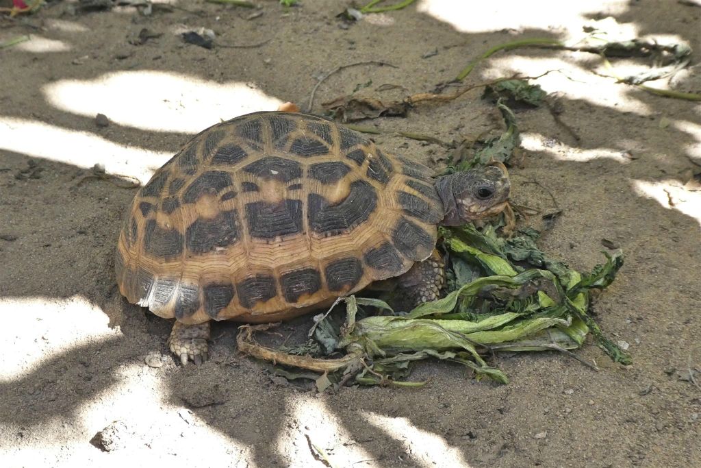 IFATY - een schildpad