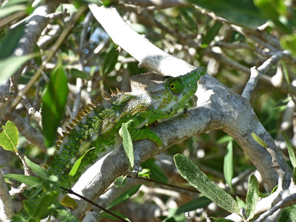 IFATY -  een Laborde's kameleon in het spiny forest