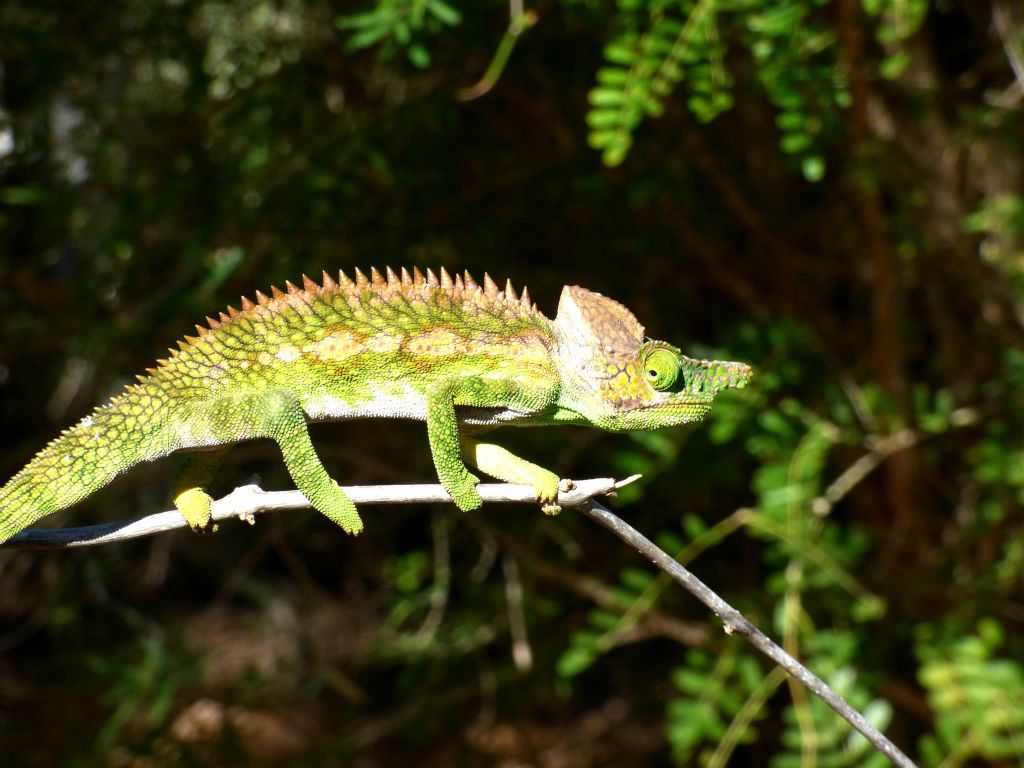 IFATY -  een Laborde's kameleon in het spiny forest