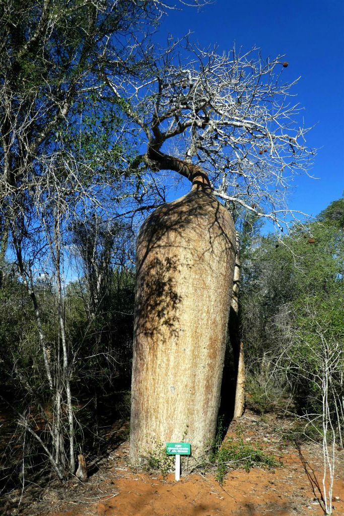 IFATY - de baobab in het spiny forest die Carotte (wortel) genoemd wordt