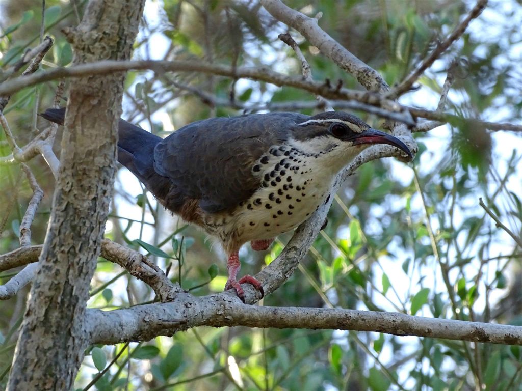 IFATY - een "Bensch' monias" in het spiny forest