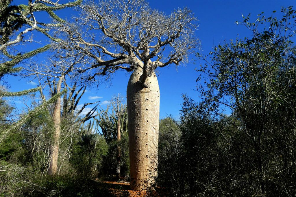 IFATY - de baobab in het spiny forest die Escalade (beklimming) genoemd wordt