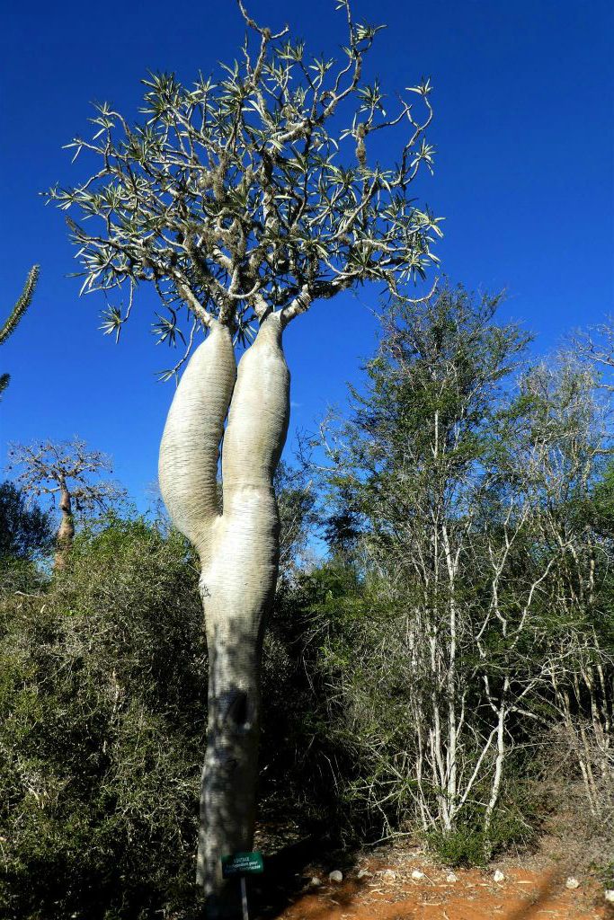 IFATY - een Pachypodium mikea boom in het spiny forest