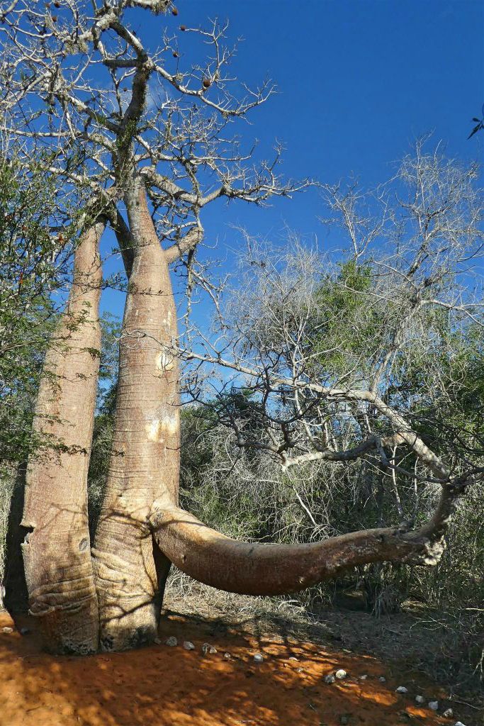 IFATY - de baobab in het spiny forest die Rhinoceros (neushoorn) genoemd wordt