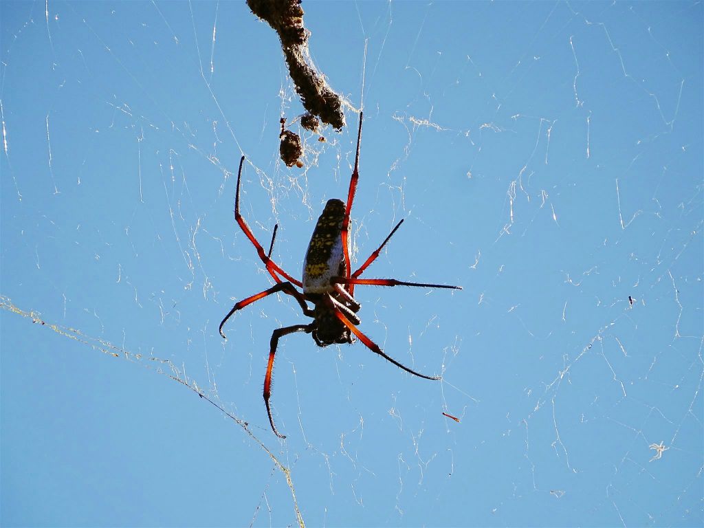 IFATY - een 'Nephila inaurata madagascariensis' spin in het spiny forest