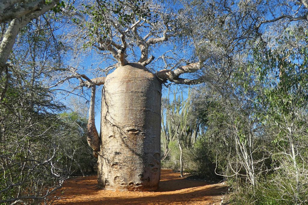 IFATY - de baobab in het spiny forest die Théière (theepot) genoemd wordt