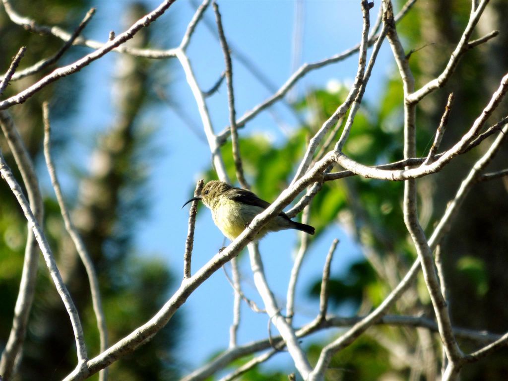 IFATY - een Madagaskarhoningzuiger in het spiny forest