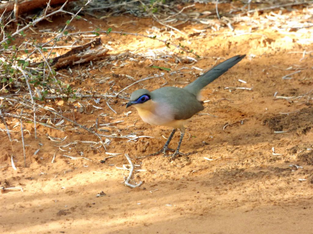 IFATY - een grote coua in het spiny forest