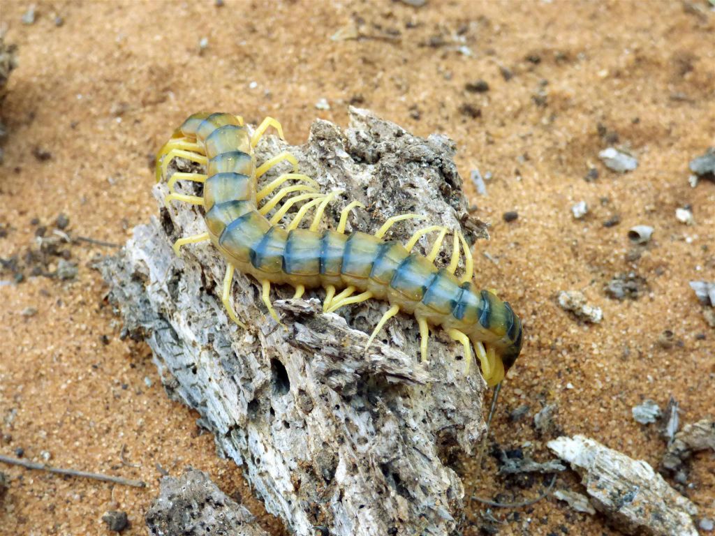 IFATY - een duizendpoot in het spiny forest