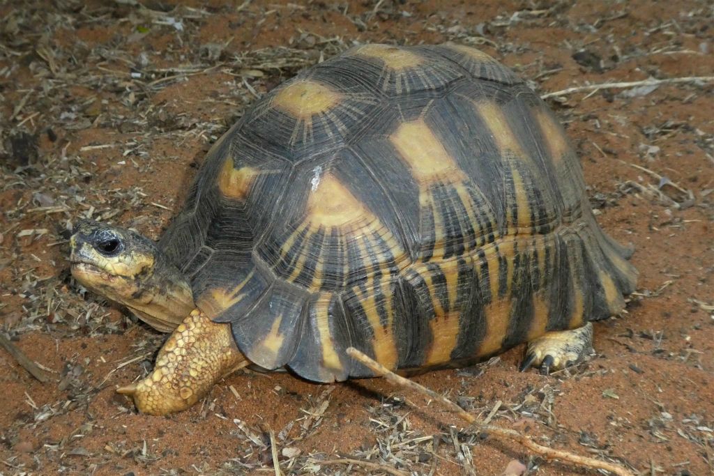 IFATY - een schildpad