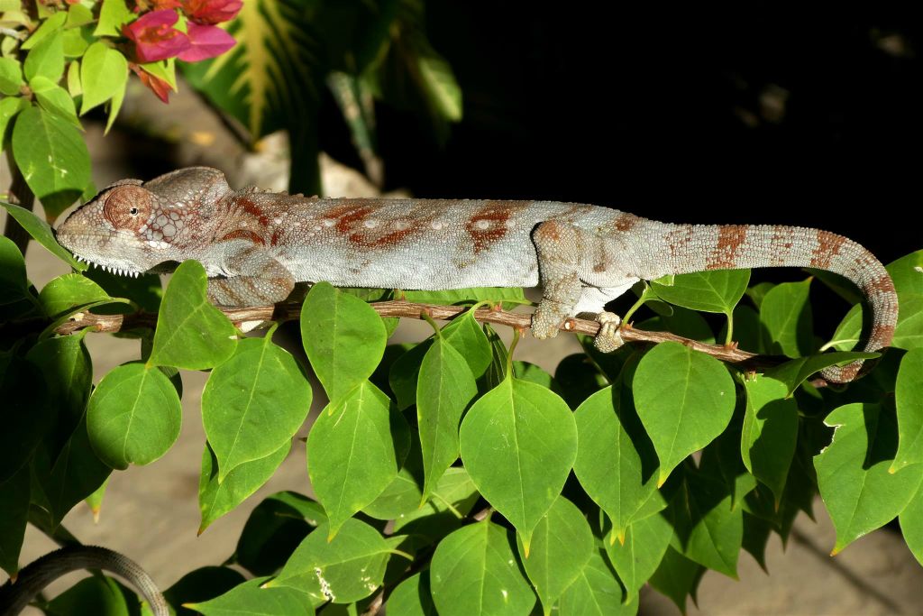 IFATY - een kameleon