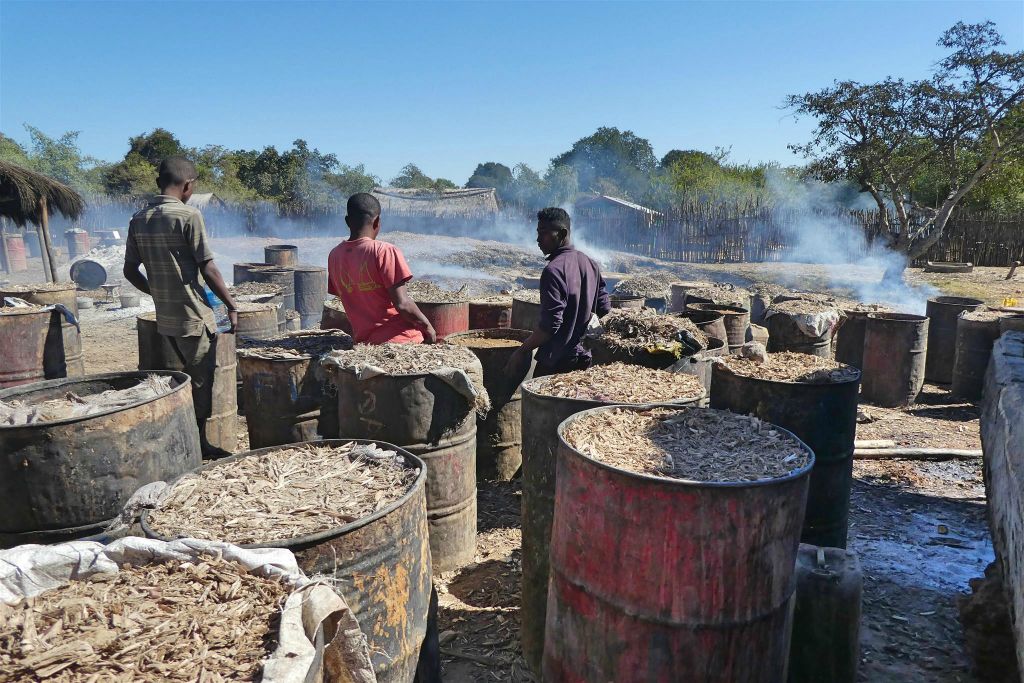 SAKARAHA - het fermenteren van de suikerriet zodat er later rum van gemaakt kan worden