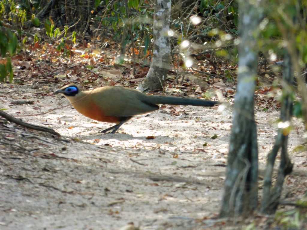 BOKA-MANAMBOAY (ZOMBITSE VOHIBASIA NATIONAL PARK) - een grote coua