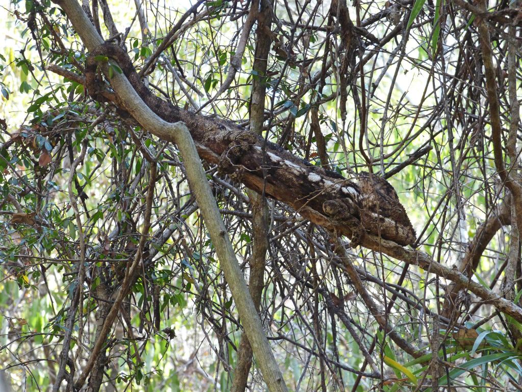 BOKA-MANAMBOAY (ZOMBITSE VOHIBASIA NATIONAL PARK) - een reuzenkameleon