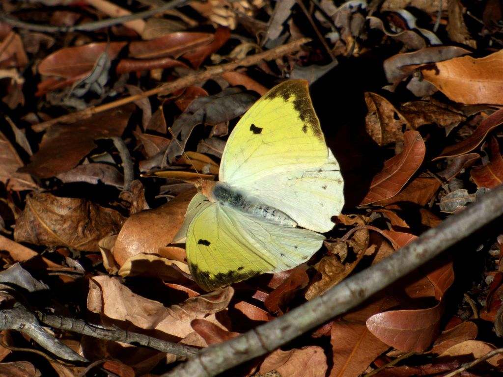 BOKA-MANAMBOAY (ZOMBITSE VOHIBASIA NATIONAL PARK) - een vlinder
