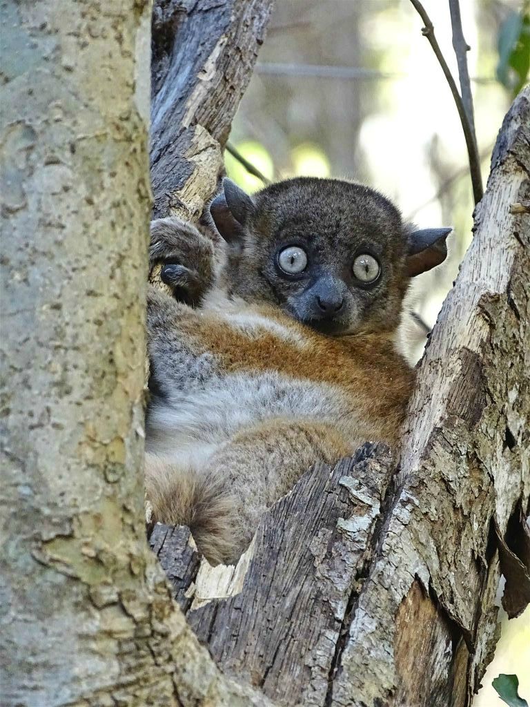 BOKA-MANAMBOAY (ZOMBITSE VOHIBASIA NATIONAL PARK) - een Lepilemur hubbardi wezelmaki