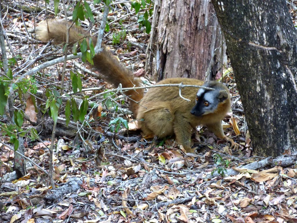 BOKA-MANAMBOAY (ZOMBITSE VOHIBASIA NATIONAL PARK) - een zwartkopmaki