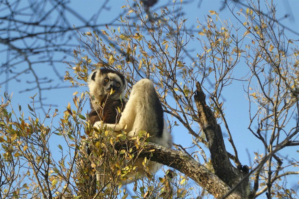 BOKA-MANAMBOAY (ZOMBITSE VOHIBASIA NATIONAL PARK) - een verreauxsifaka