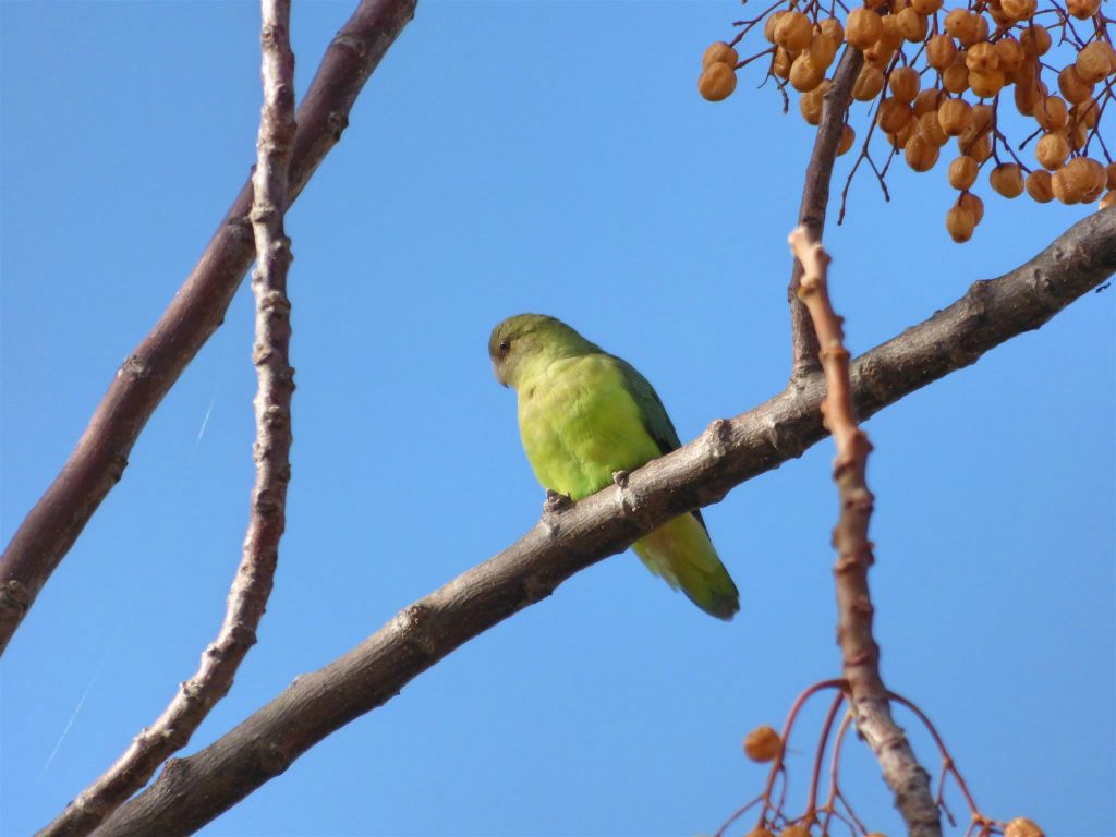 RANOHIRA (ISALO NATIONAL PARK) - een grijskopagapornis