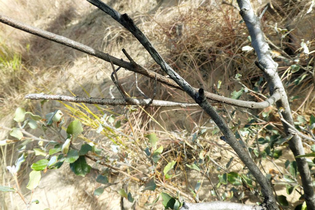 RANOHIRA (ISALO NATIONAL PARK) - een wandelende tak