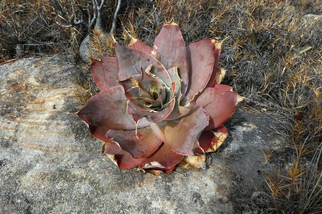 RANOHIRA (ISALO NATIONAL PARK) - een plant