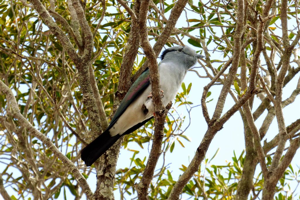 RANOHIRA (ISALO NATIONAL PARK) - een koerol