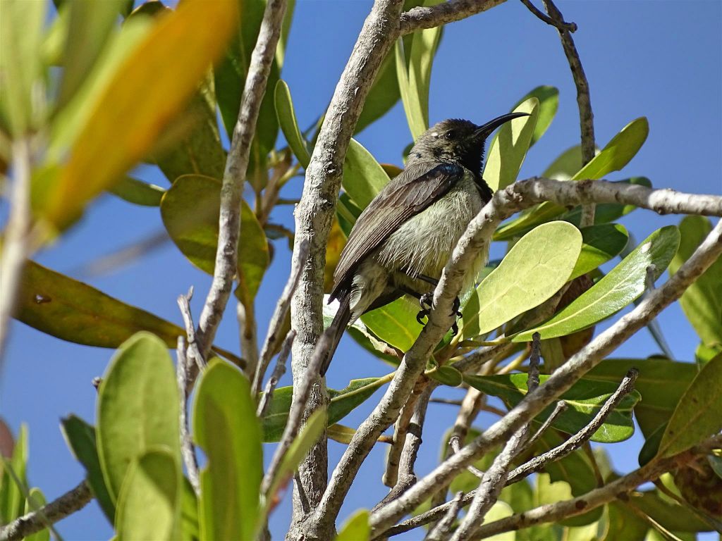 RANOHIRA (ISALO NATIONAL PARK) - een souimangahoningzuiger