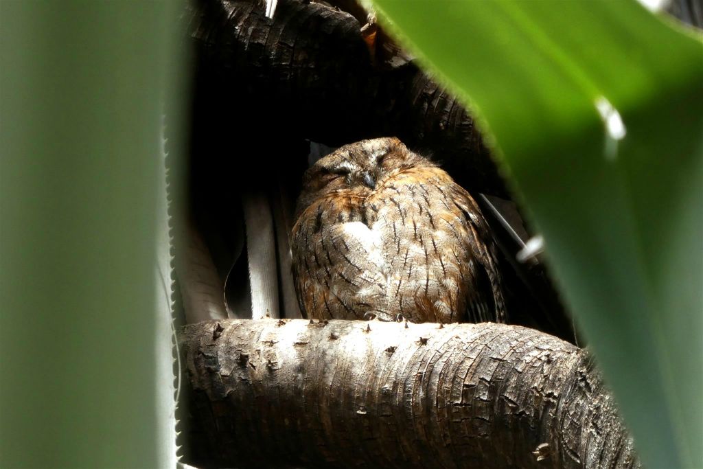 RANOHIRA (ISALO NATIONAL PARK) - een westelijke Madagaskardwergooruil