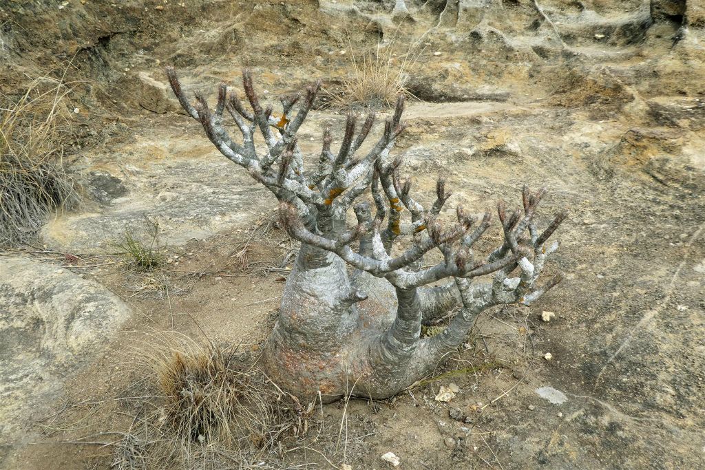 RANOHIRA (ISALO NATIONAL PARK) - een olifantspoot