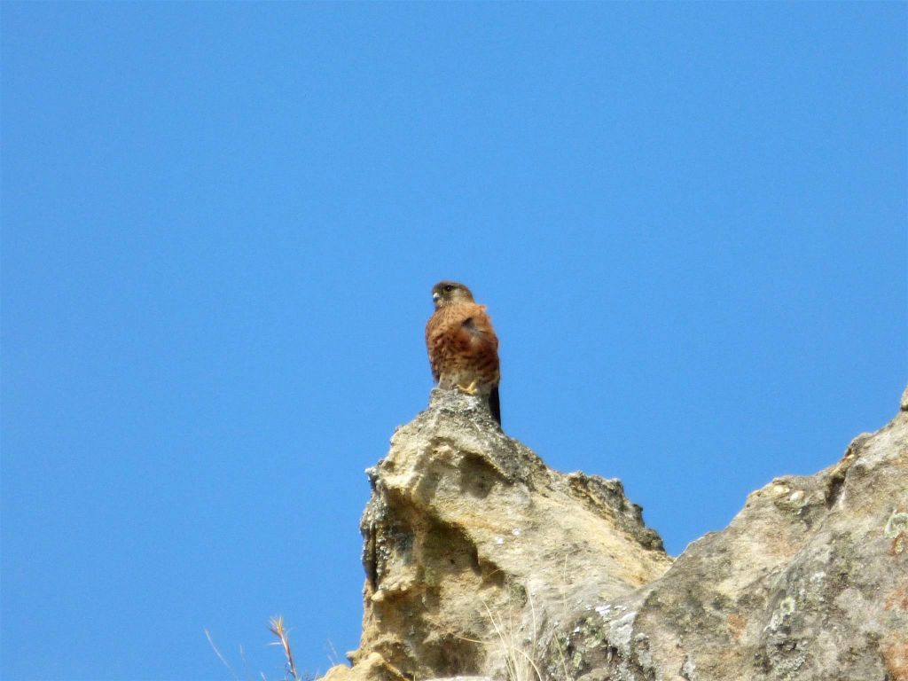 RANOHIRA (ISALO NATIONAL PARK) - een Madagaskartorenvalk