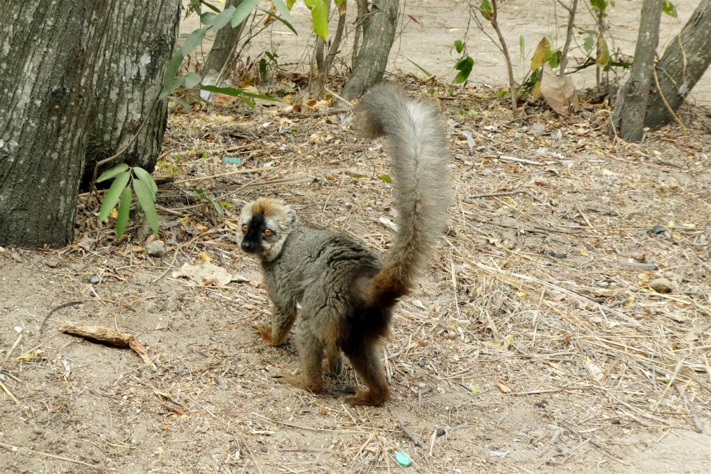 RANOHIRA (ISALO NATIONAL PARK) - een rode koolmaki