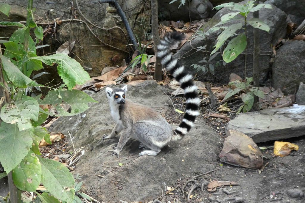 RANOHIRA (ISALO NATIONAL PARK) - een ringstaartmaki