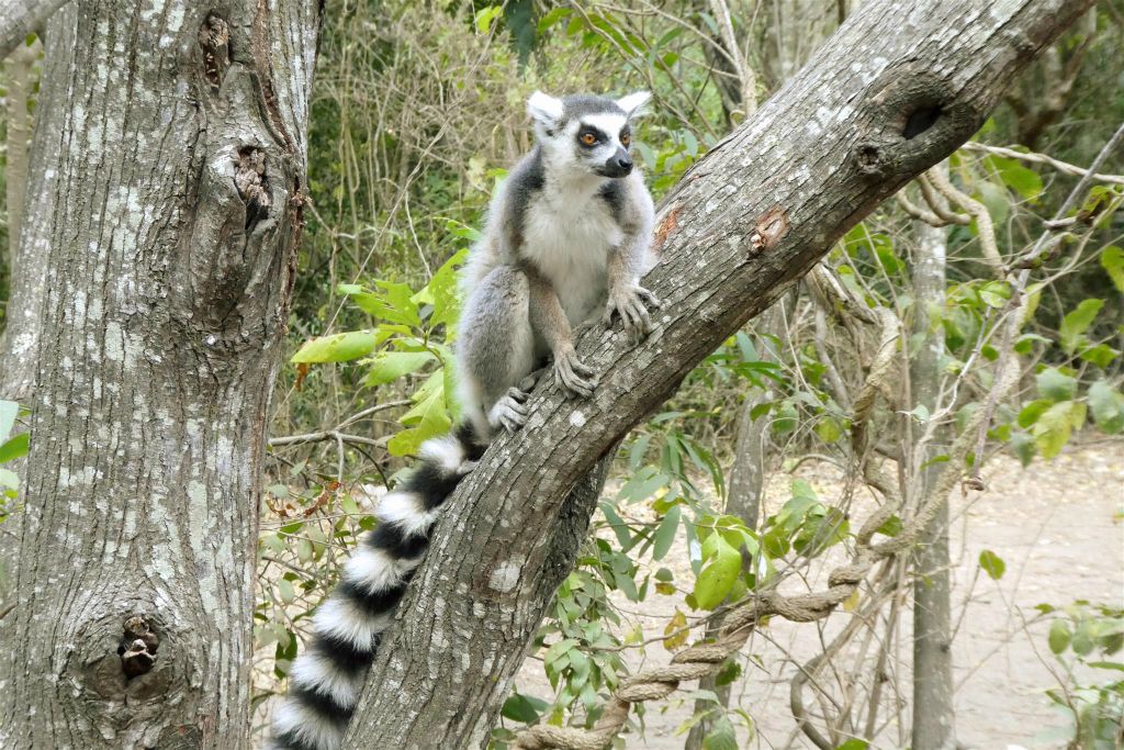 RANOHIRA (ISALO NATIONAL PARK) - een ringstaartmaki