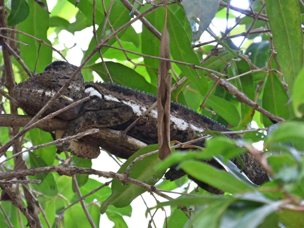 RANOHIRA (ISALO NATIONAL PARK) - een reuzenkameleon