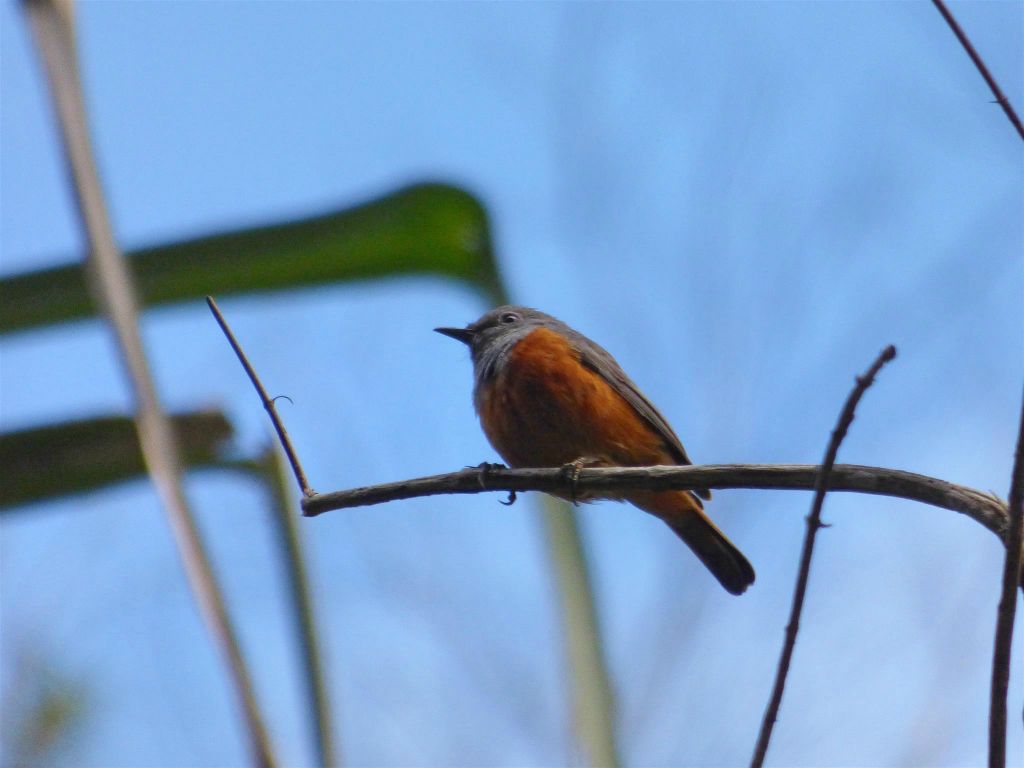RANOHIRA (ISALO NATIONAL PARK) - een Benson-rotslijster