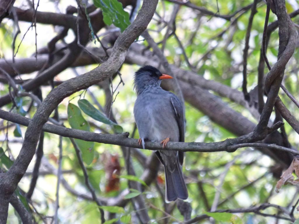 RANOHIRA (ISALO NATIONAL PARK) - een Madagaskar buulbuul