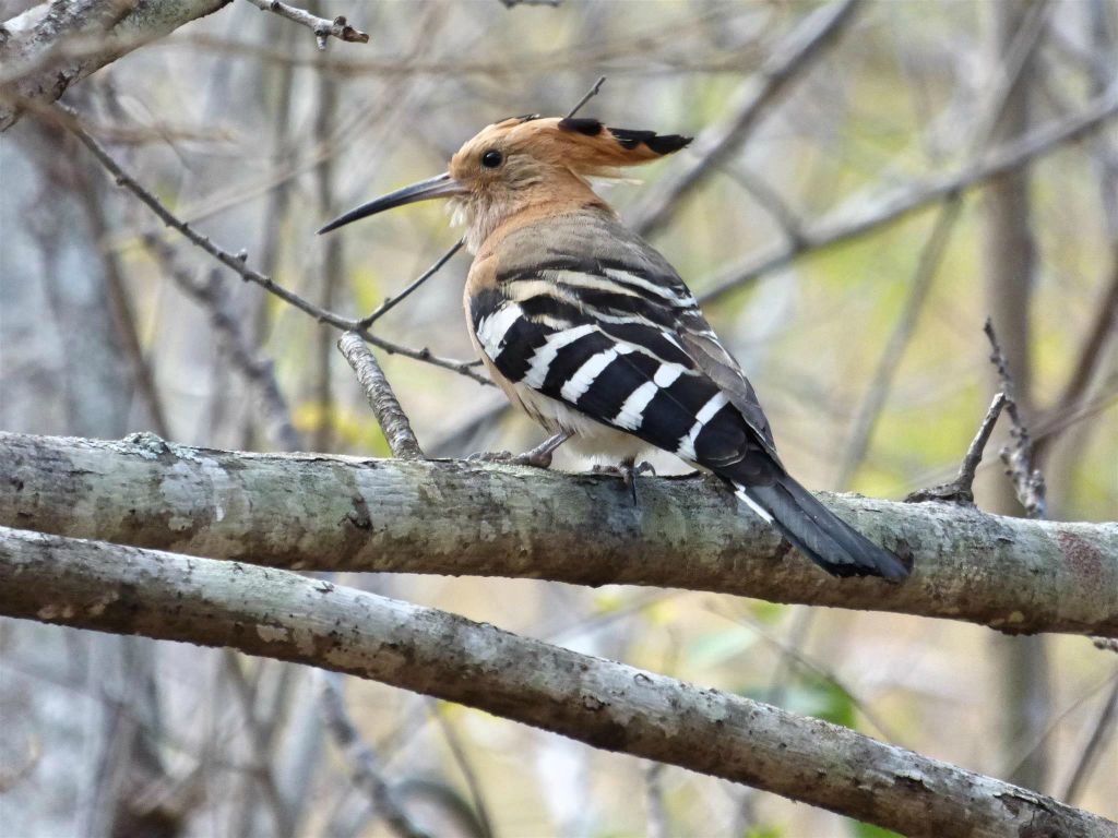 RANOHIRA (ISALO NATIONAL PARK) - een Madagaskarhop