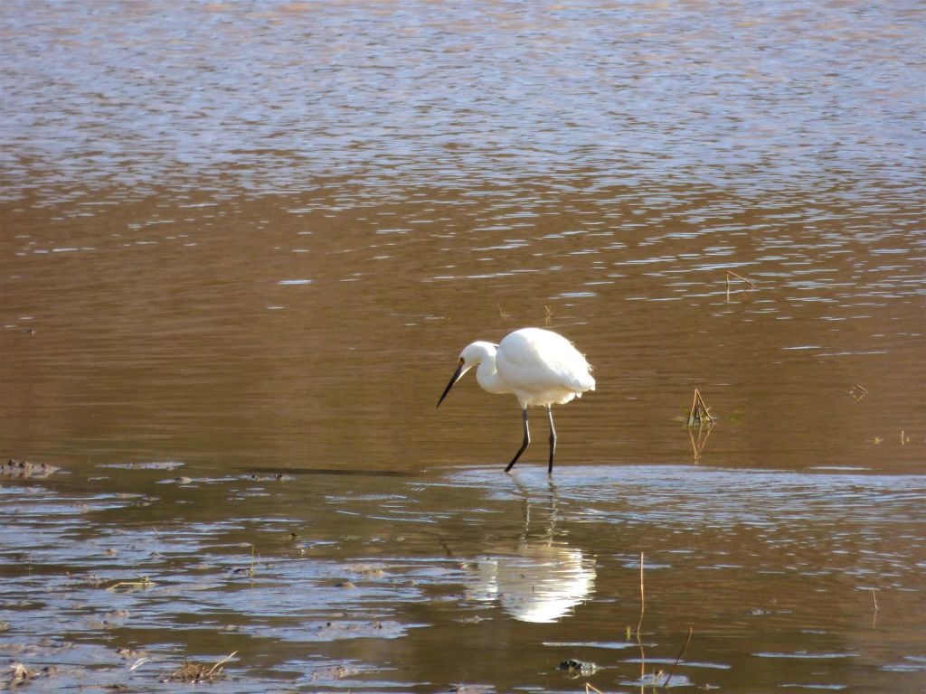MANDRARANO (ANJA RESERVAAT) - een Amerikaanse kleine zilverreiger