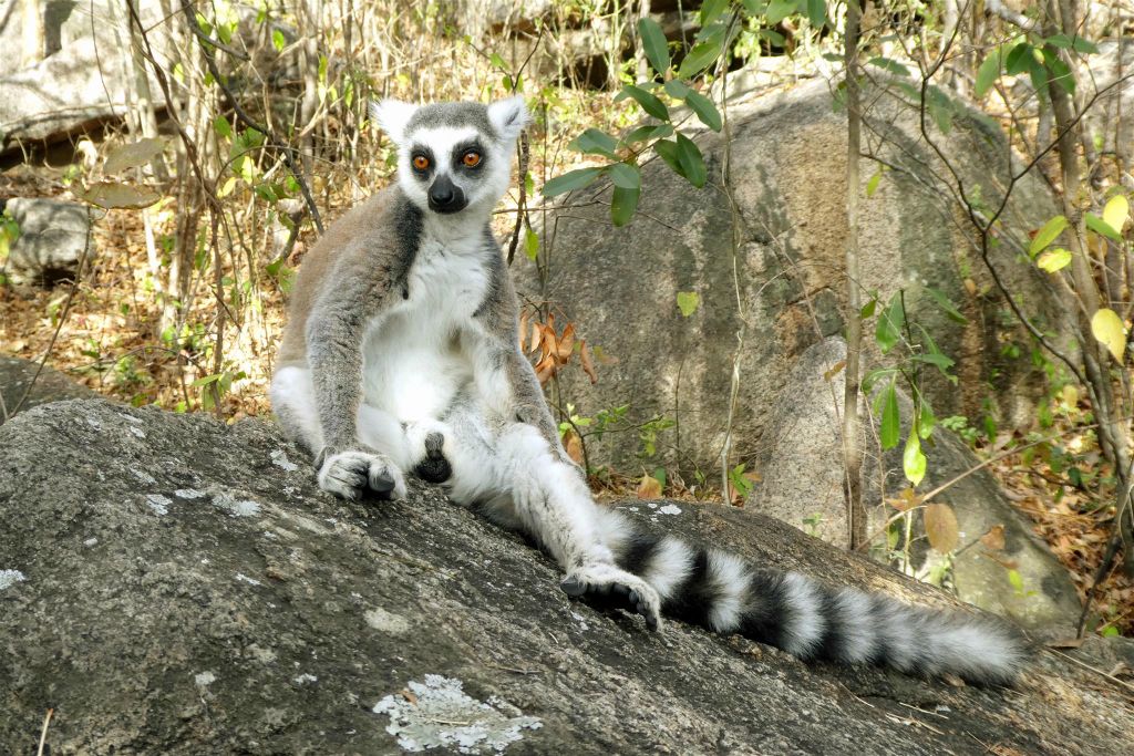 MANDRARANO (ANJA RESERVAAT) - een ringstaartmaki