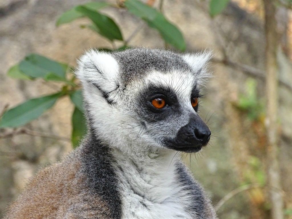 MANDRARANO (ANJA RESERVAAT) - een ringstaartmaki