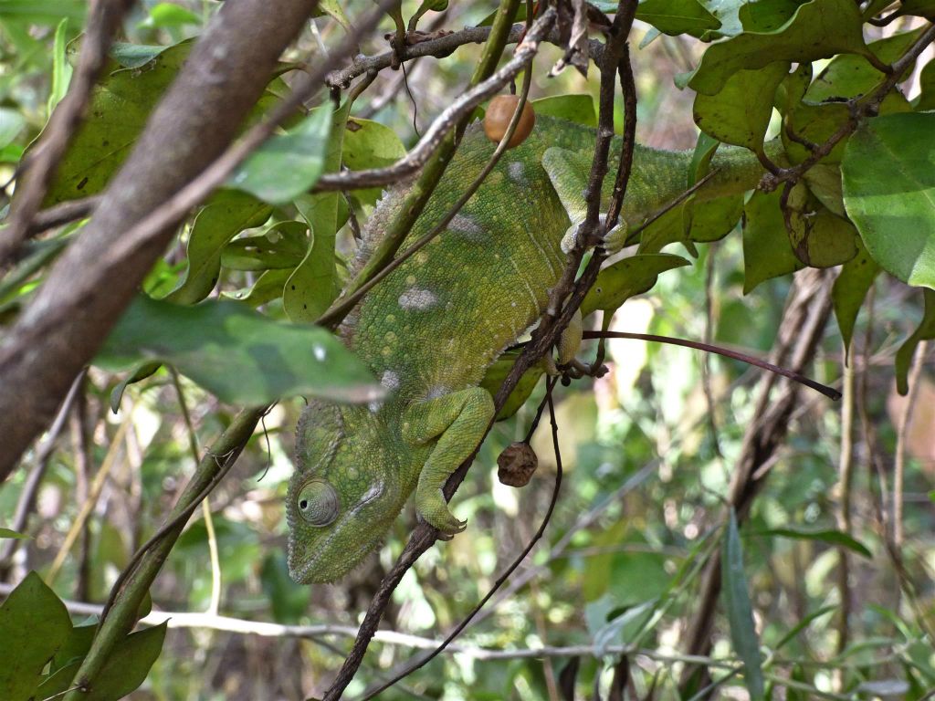 MANDRARANO (ANJA RESERVAAT) - een kameleon