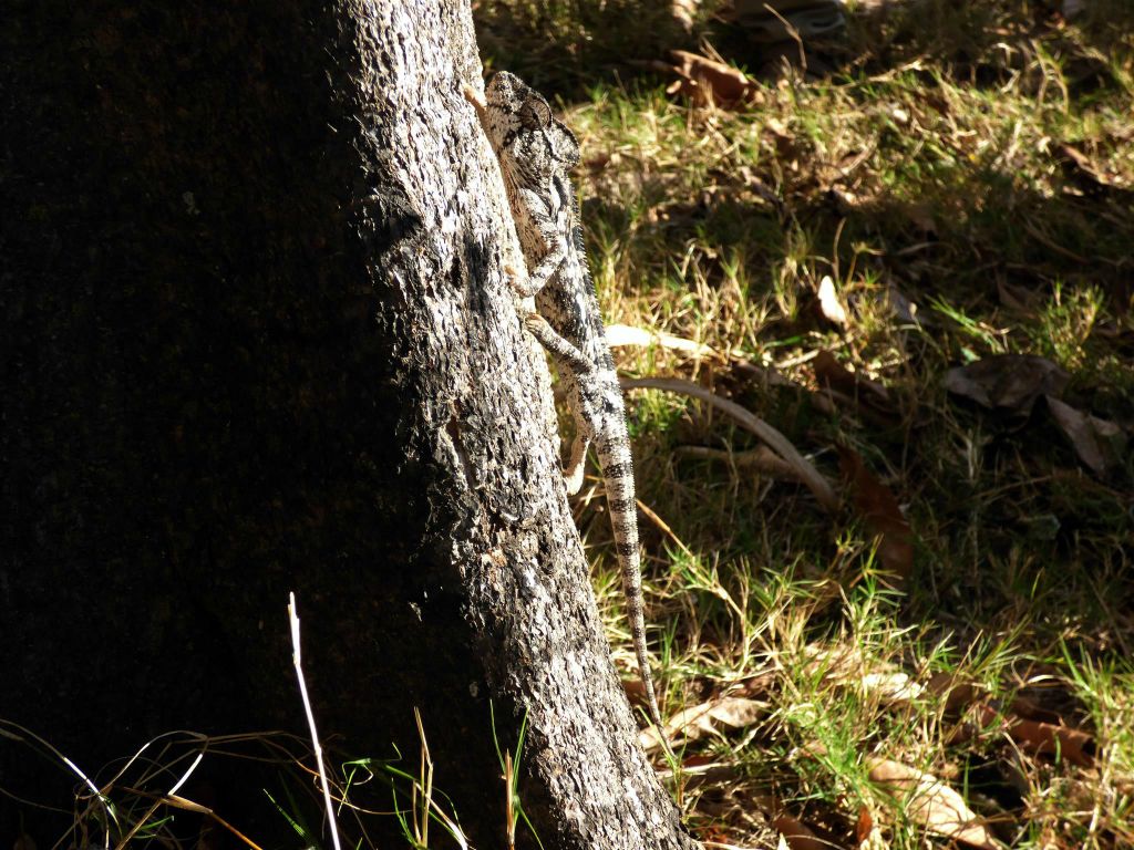 MANDRARANO (ANJA RESERVAAT) - een kameleon
