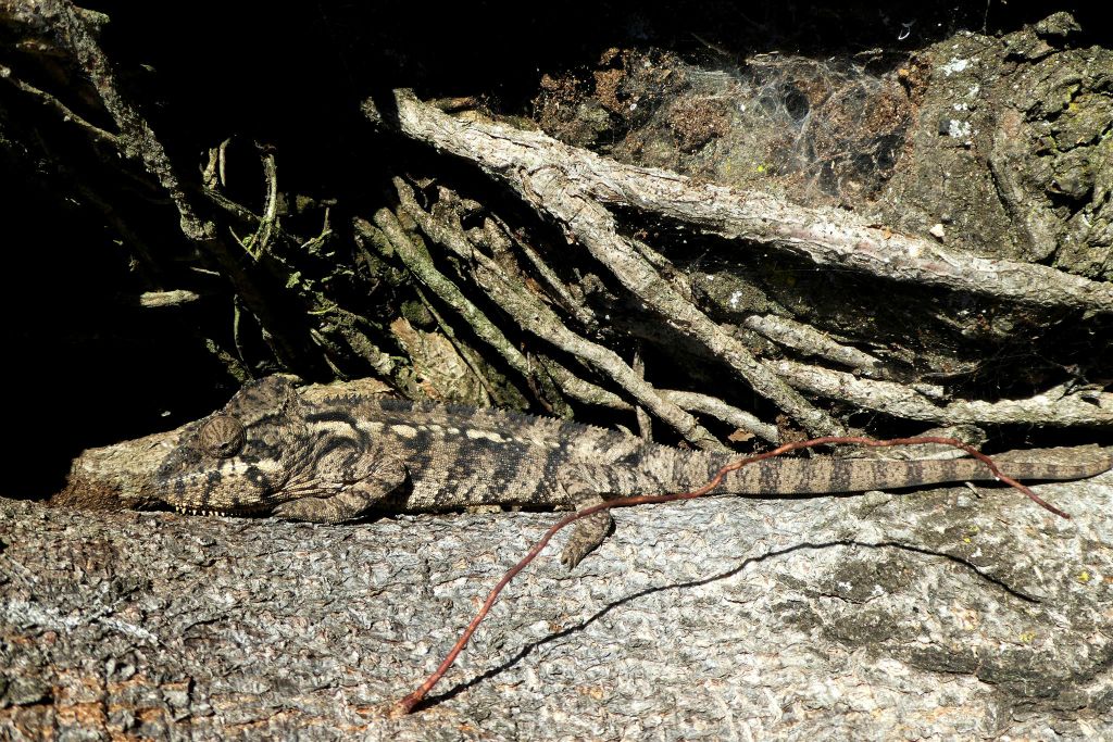 MANDRARANO (ANJA RESERVAAT) - een kameleon