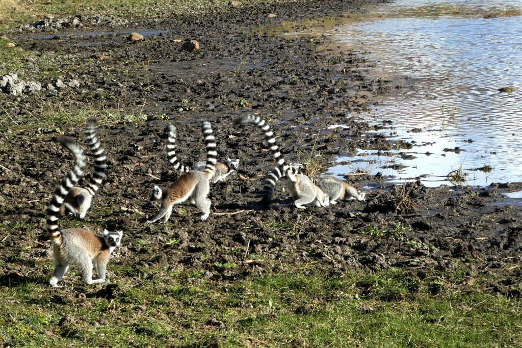 MANDRARANO (ANJA RESERVAAT) - enkele ringstaartmaki's