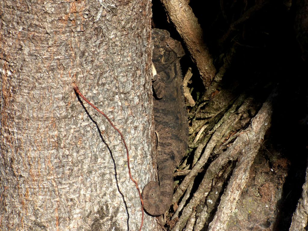 MANDRARANO (ANJA RESERVAAT) - een kameleon