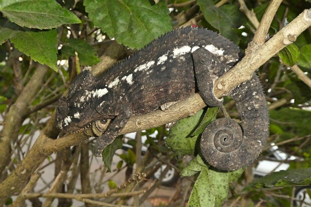 AMBALAVAO - een kameleon