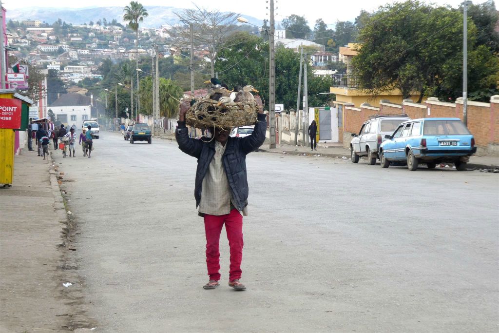 FIANARANTSOA - een Malagassiër met eenden op weg naar een markt