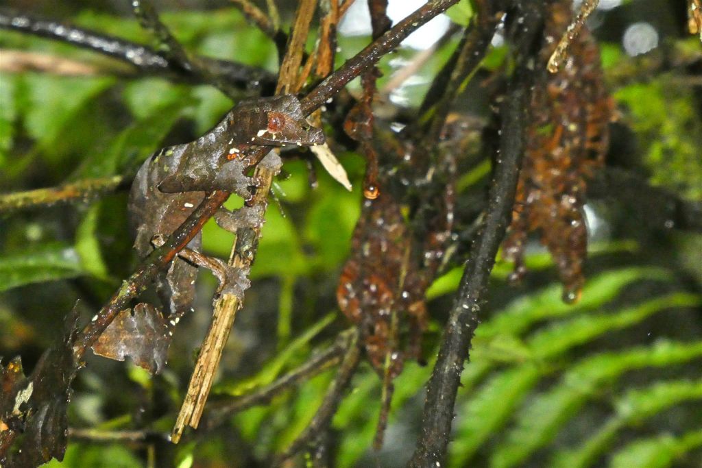 RANOMAFANA (NATIONAL PARK) - een Uroplatus phantasticus bladstaartgekko